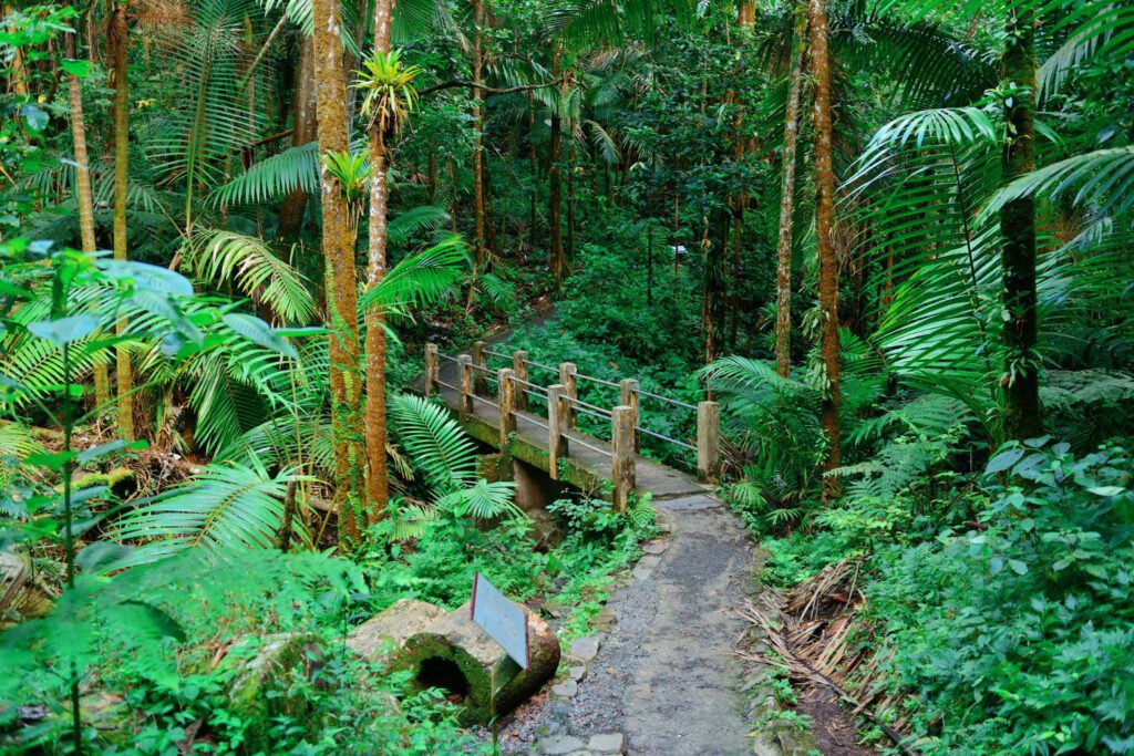 Kerala's Ayurveda Oasis: Unveiling Ancient Wellness Secrets